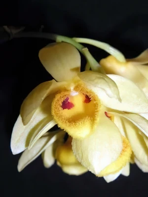 Image de Dendrobium sulcatum 4